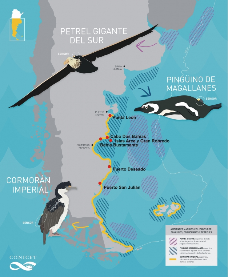 Fauna marina patagónica