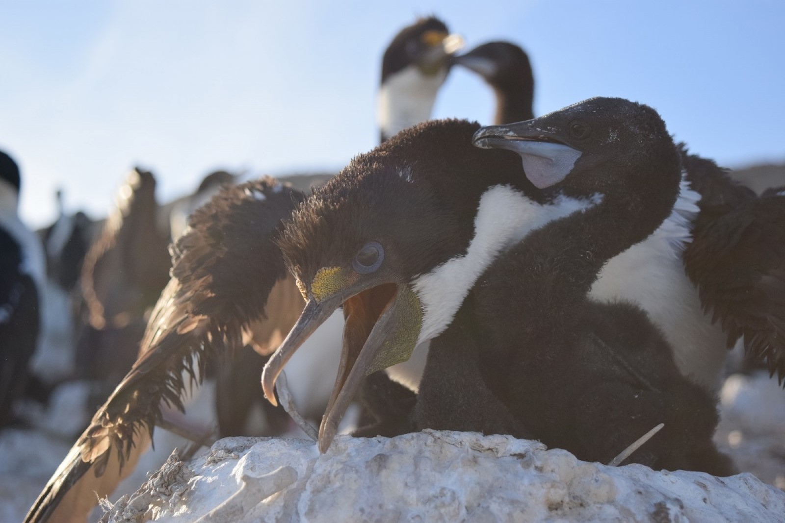 Fauna marina patagónica
