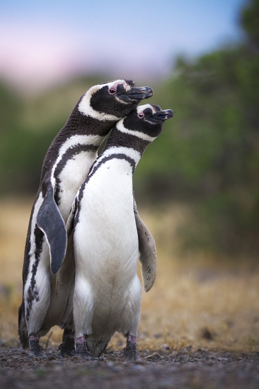 Fauna marina patagónica