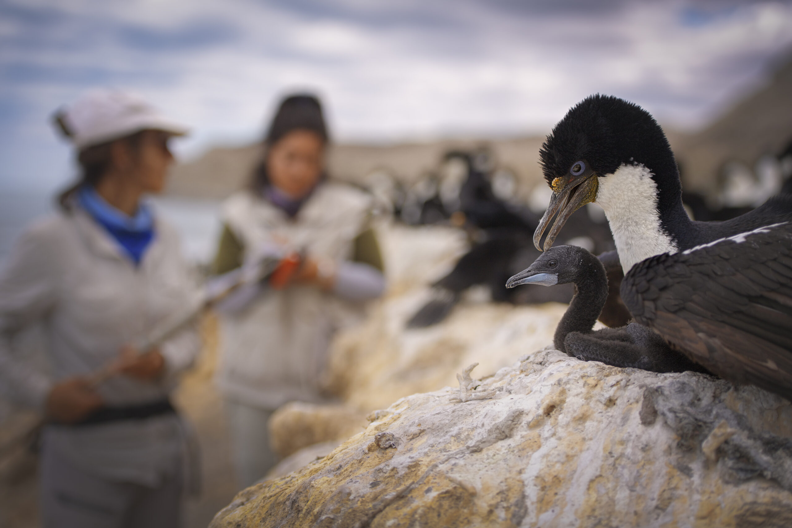Fauna marina patagónica