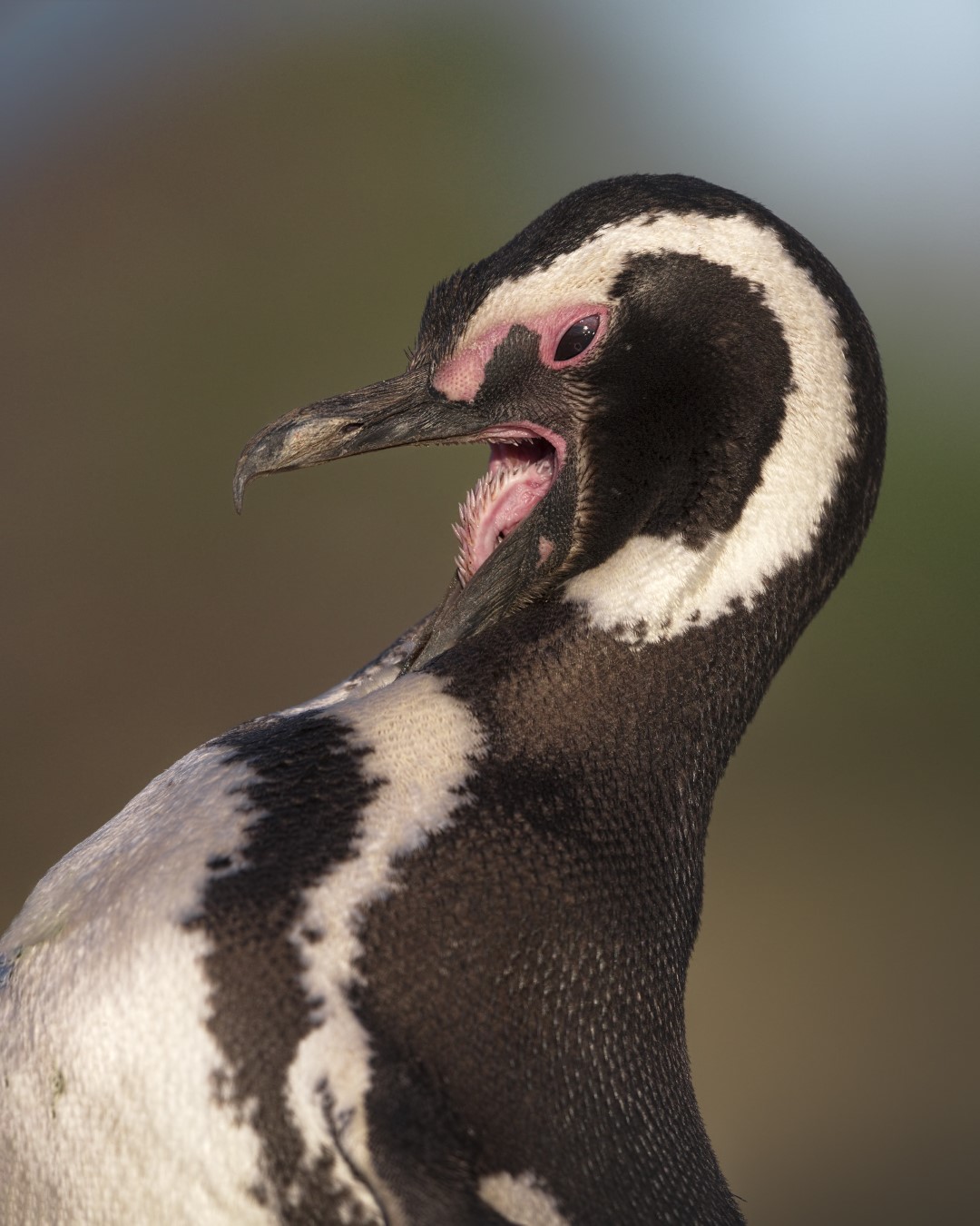 Fauna marina patagónica