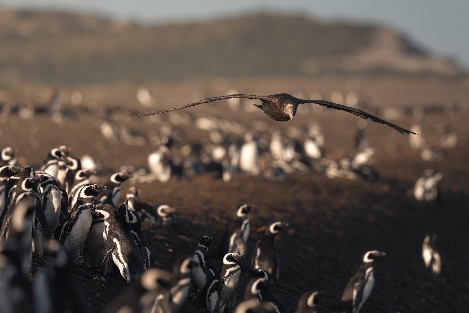 Southern Giant Petrel