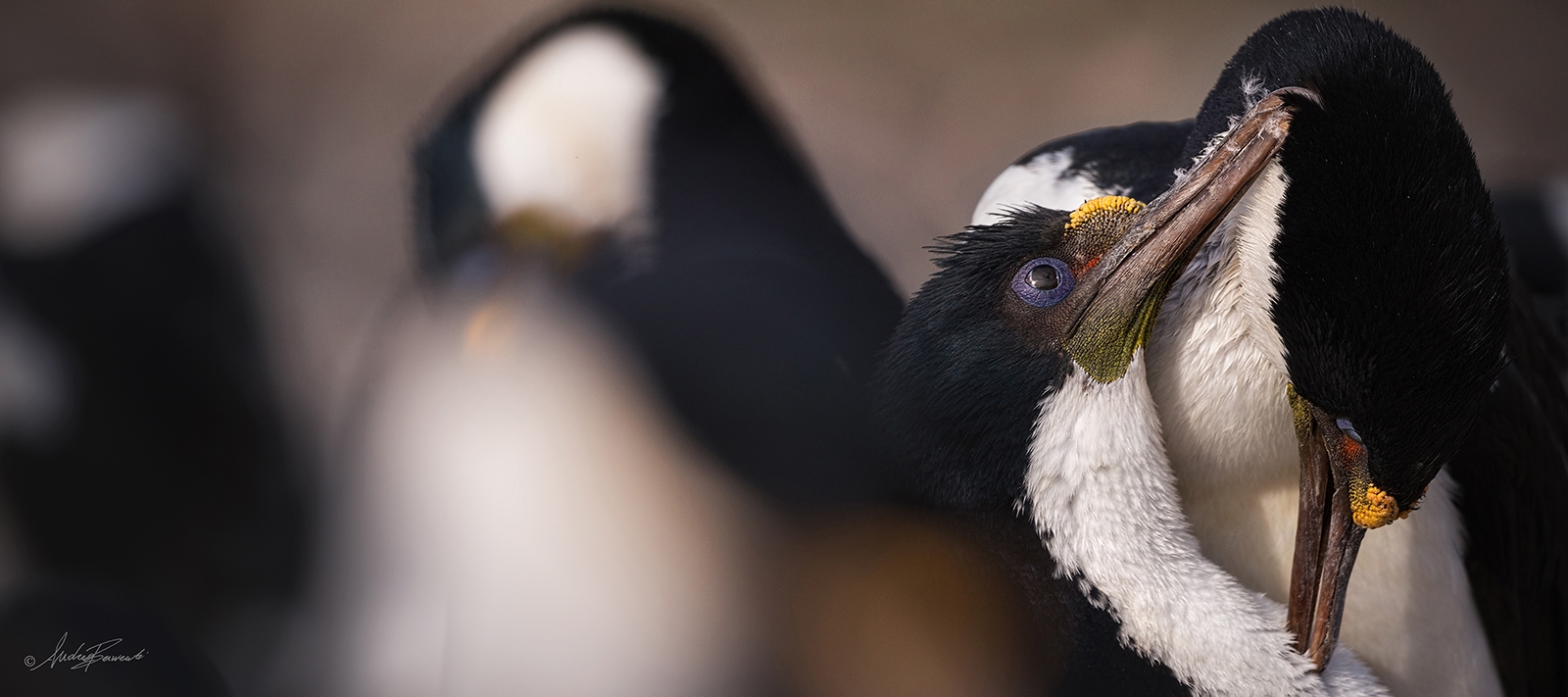 Fauna marina patagónica