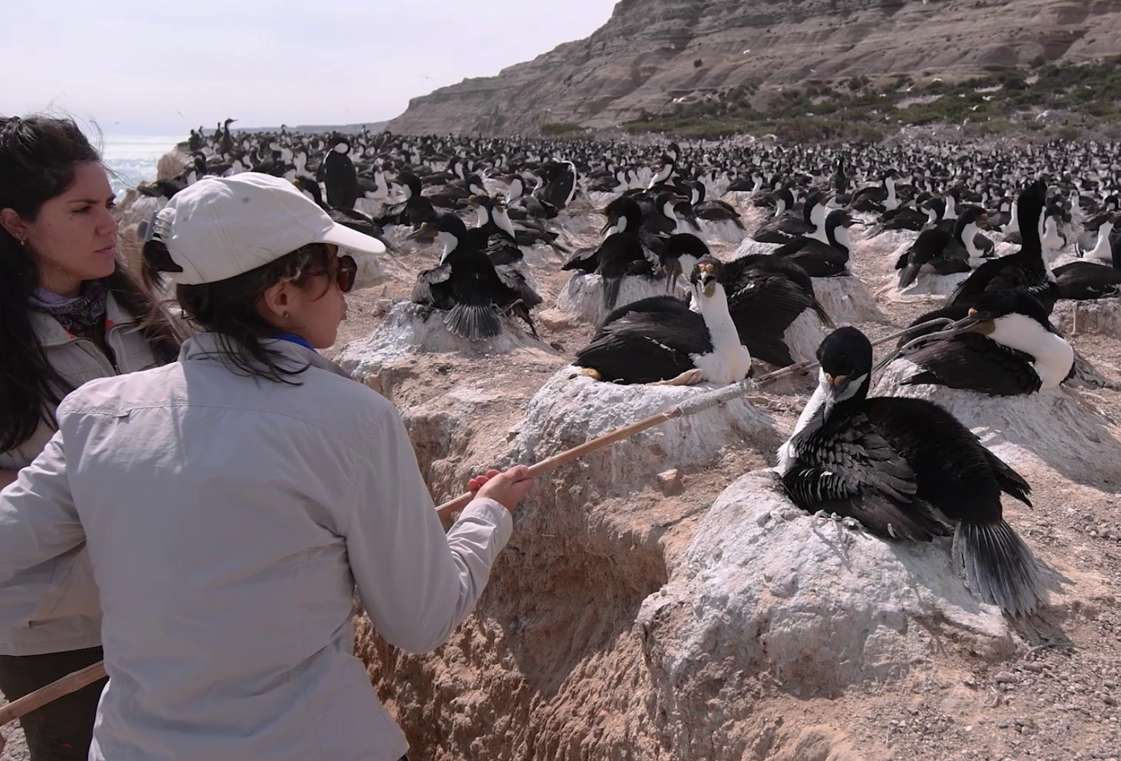 Fauna marina patagónica