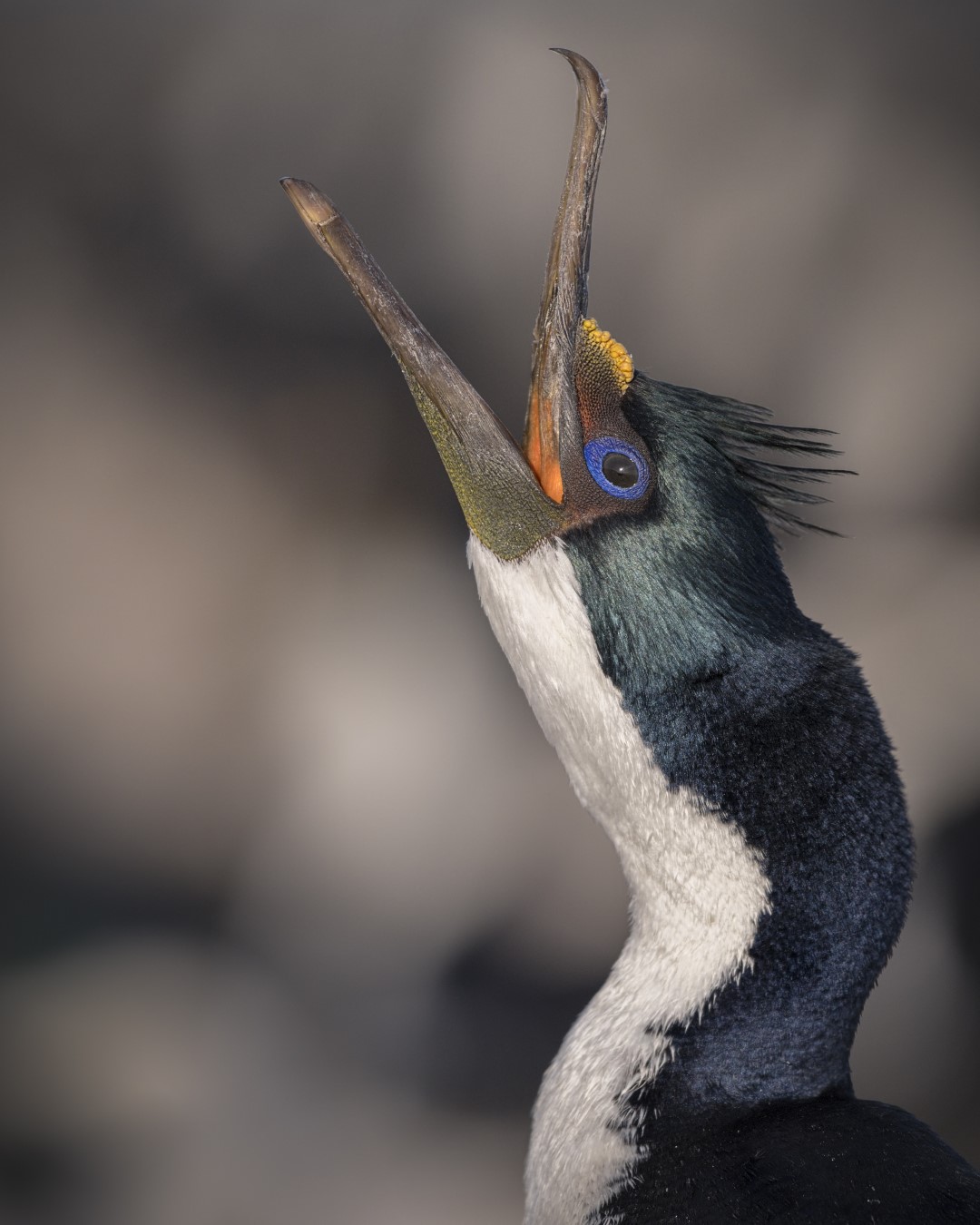 Imperial Cormorant