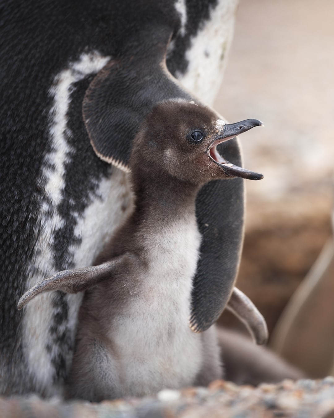 Magellanic Penguin