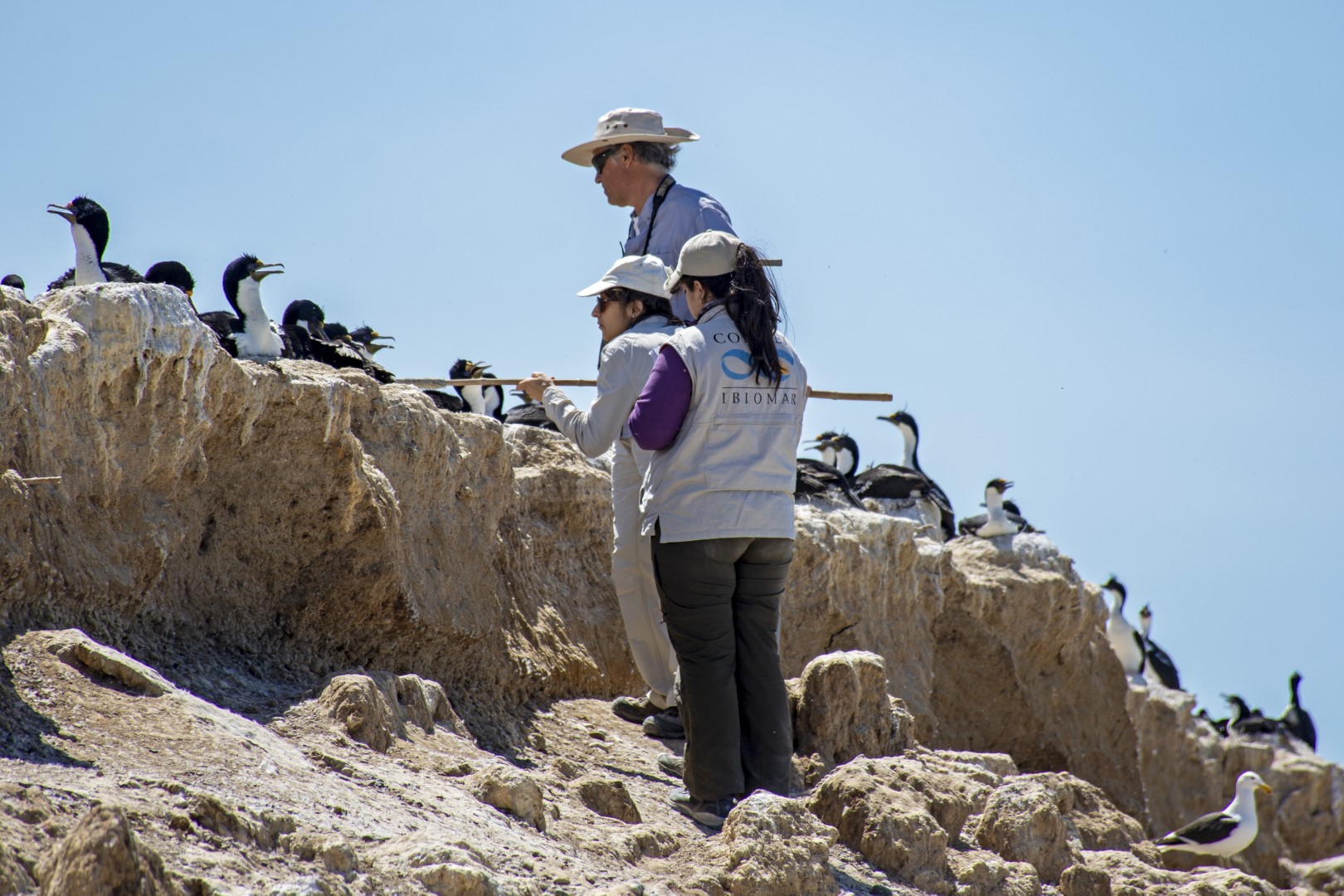 Fauna marina patagónica