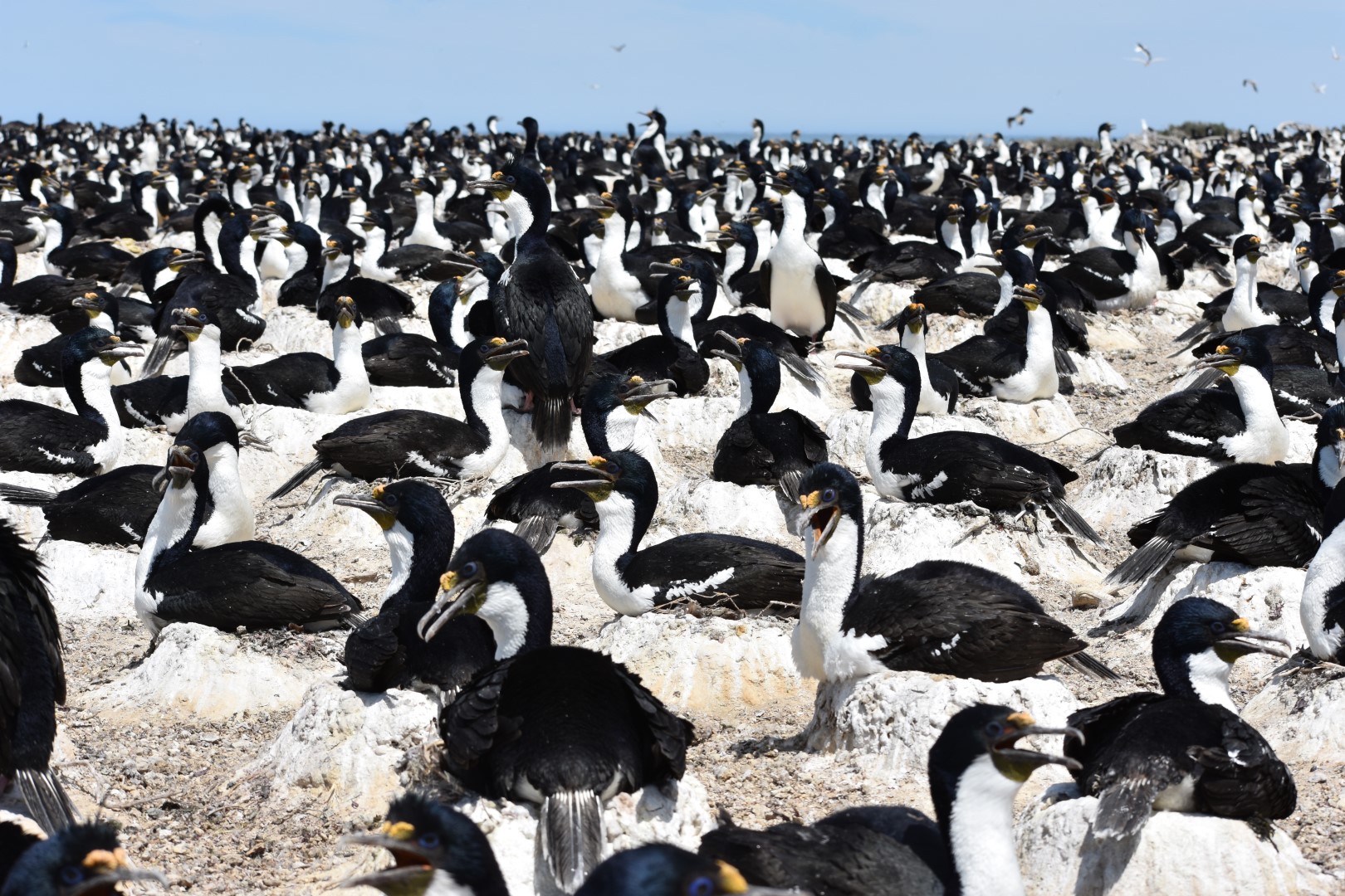 Fauna marina patagónica
