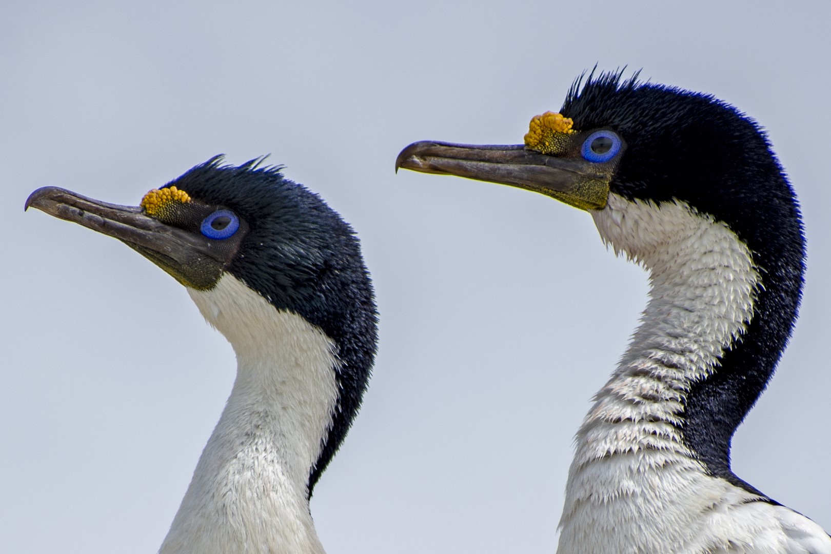 Fauna marina patagónica