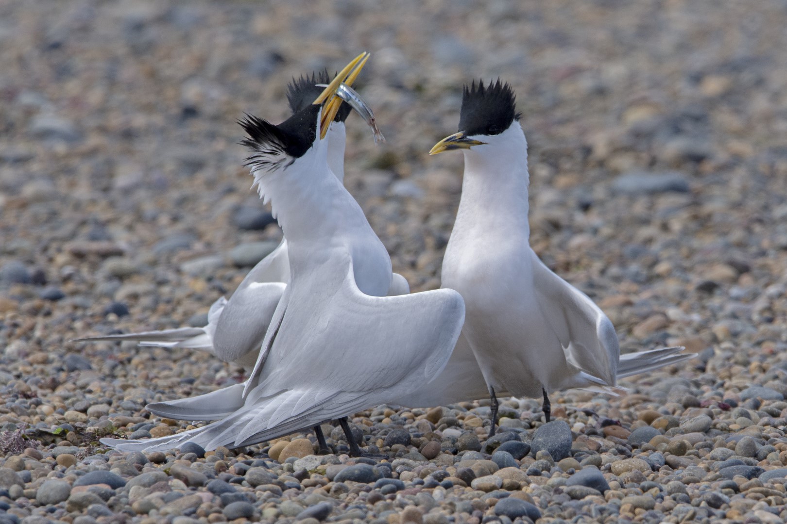 Fauna marina patagónica