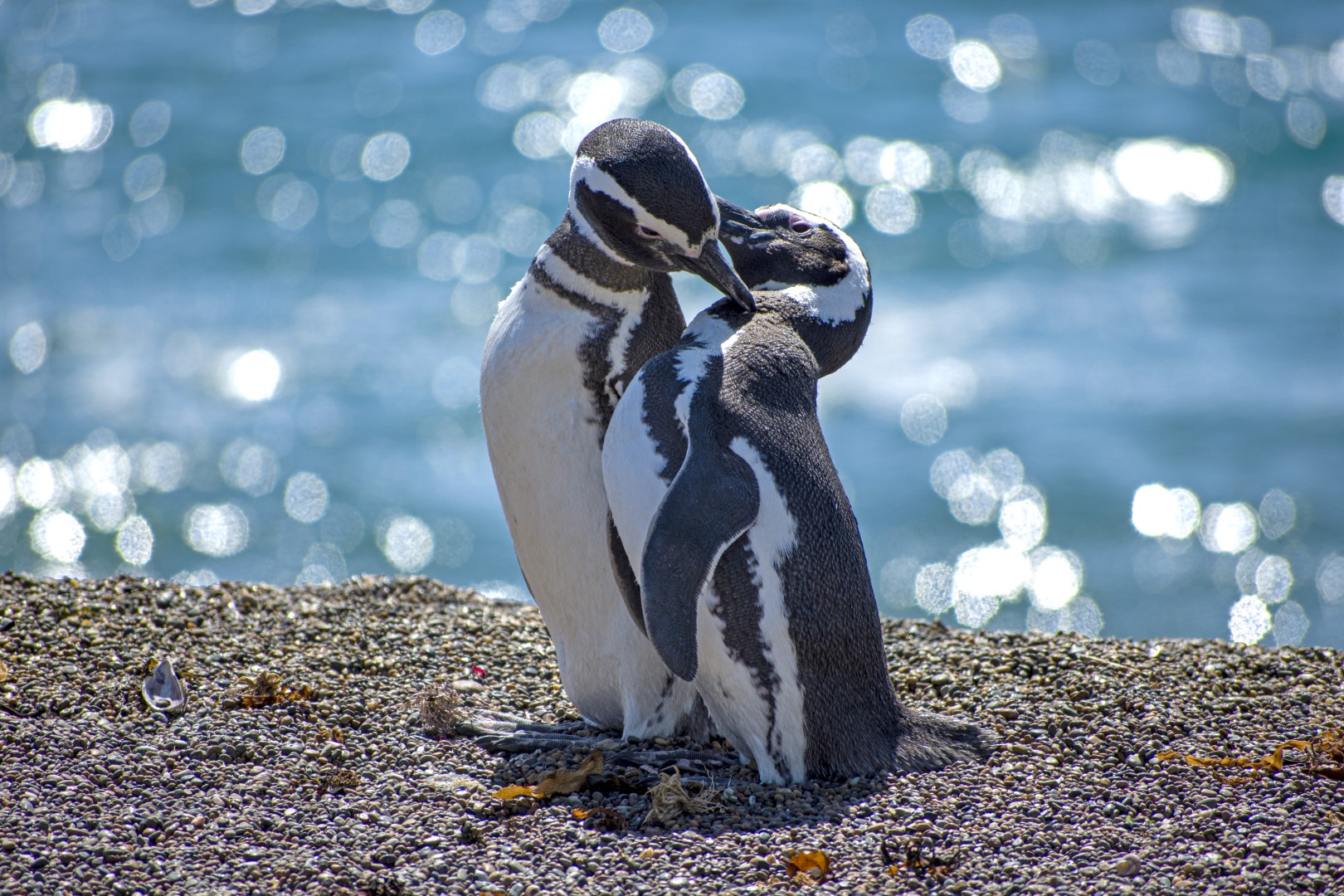 Fauna marina patagónica