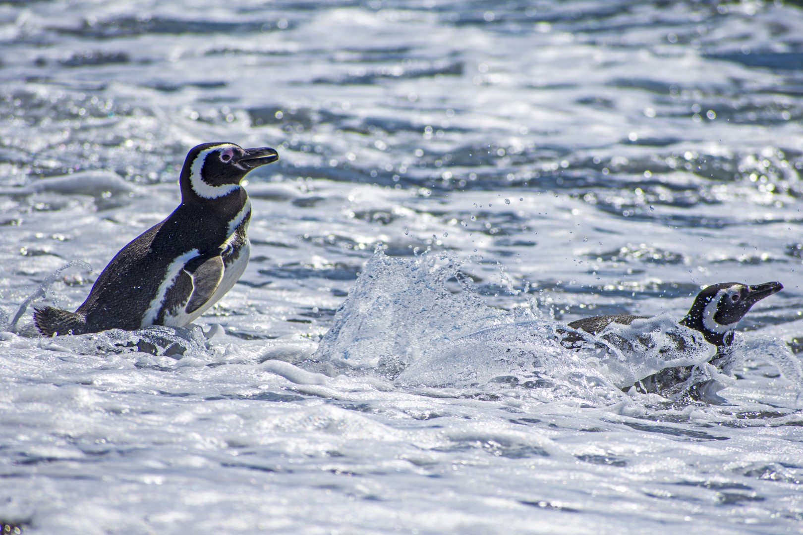 Fauna marina patagónica
