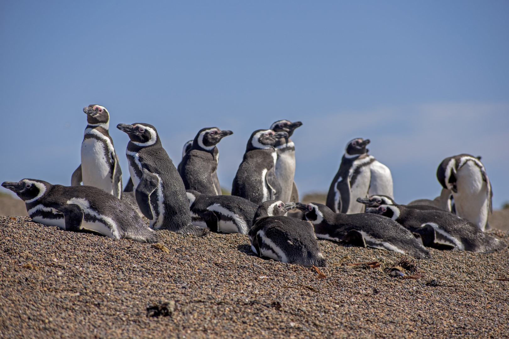 Fauna marina patagónica