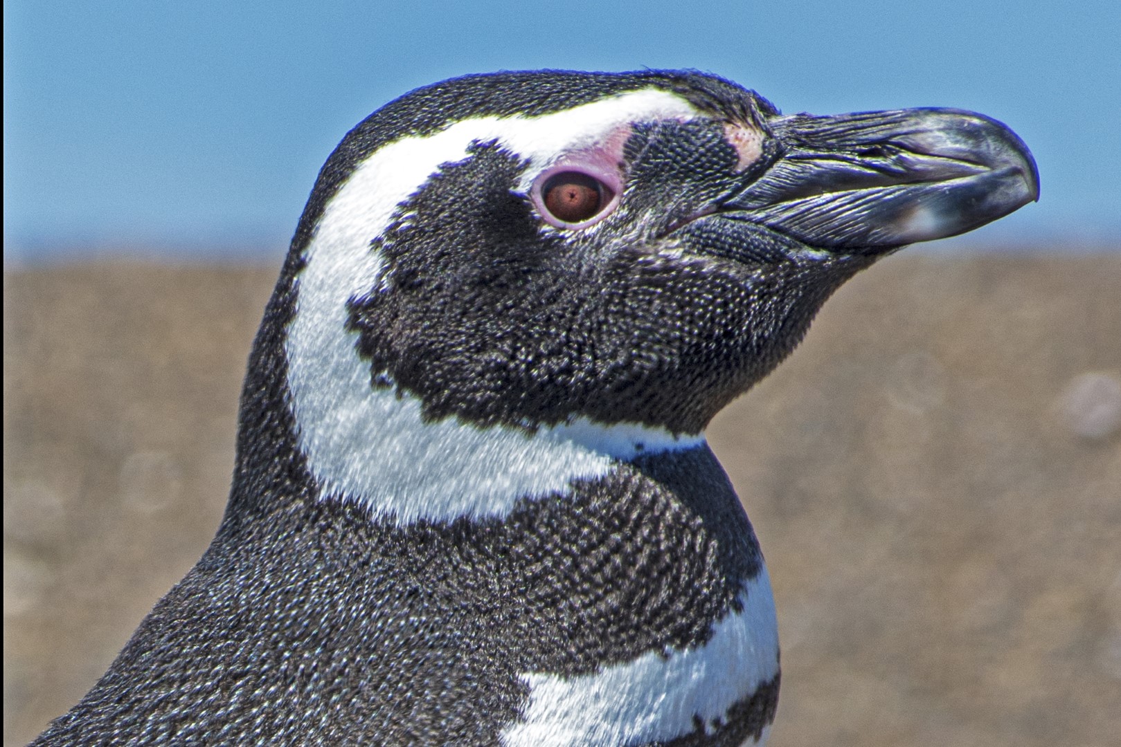 Fauna marina patagónica
