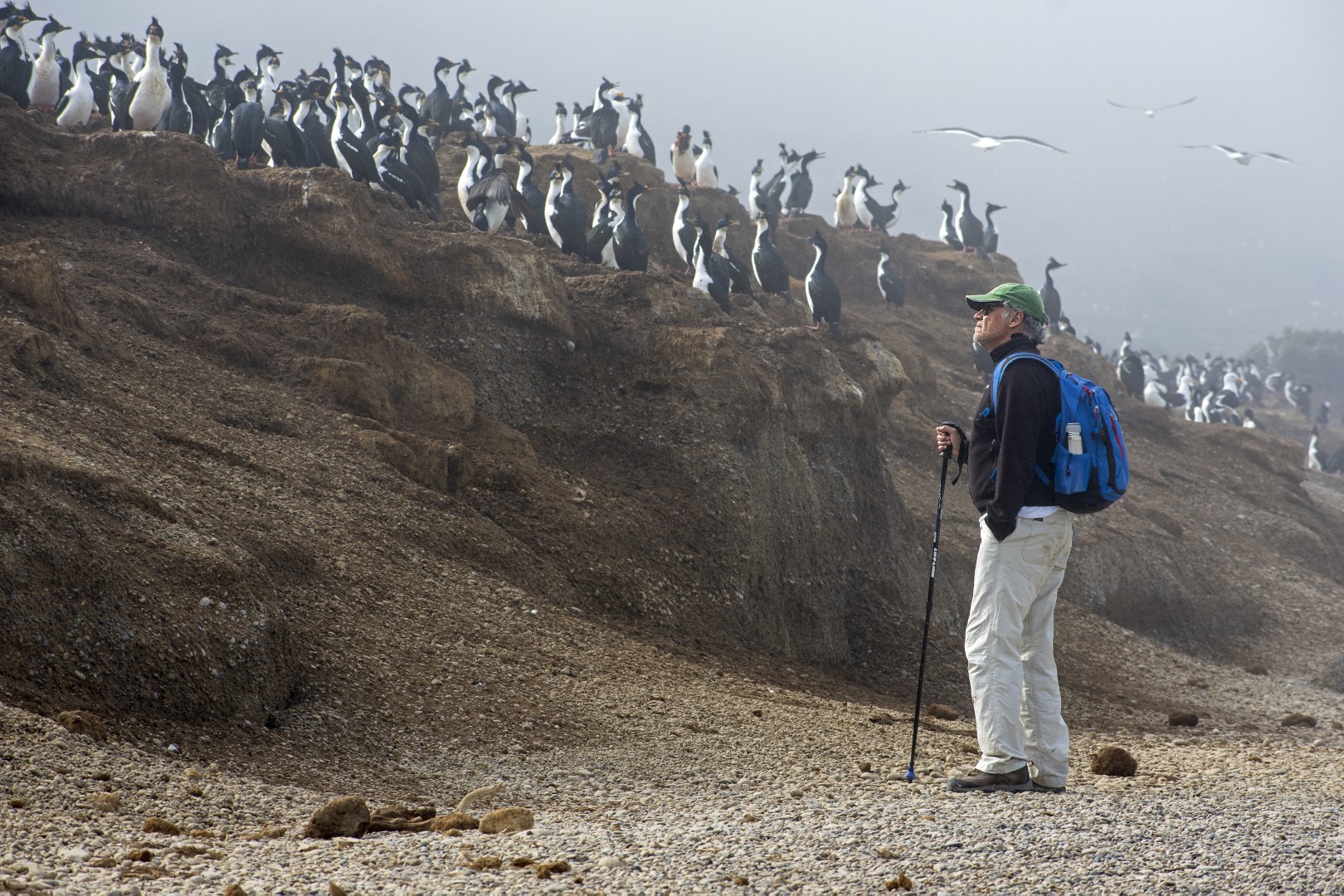 Fauna marina patagónica