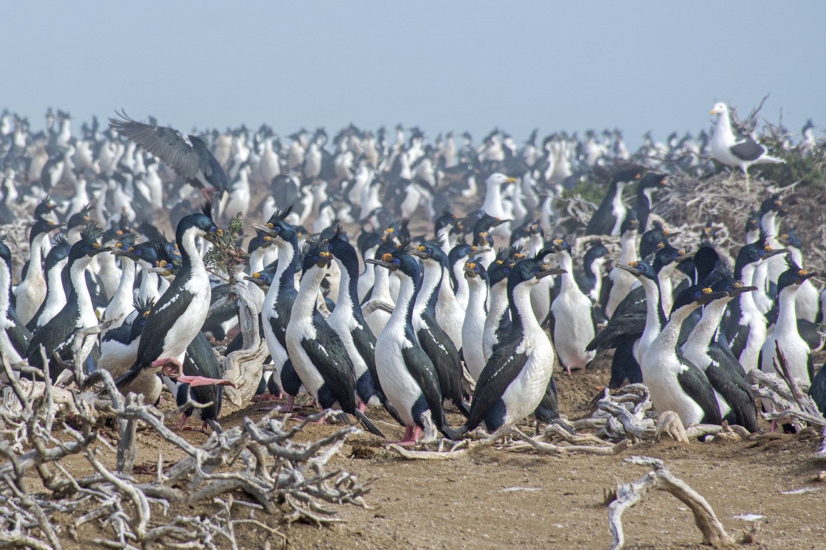 Fauna marina patagónica