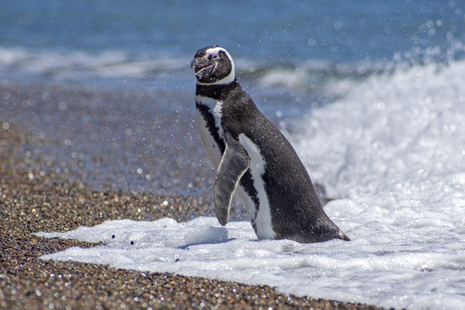 Fauna marina patagónica