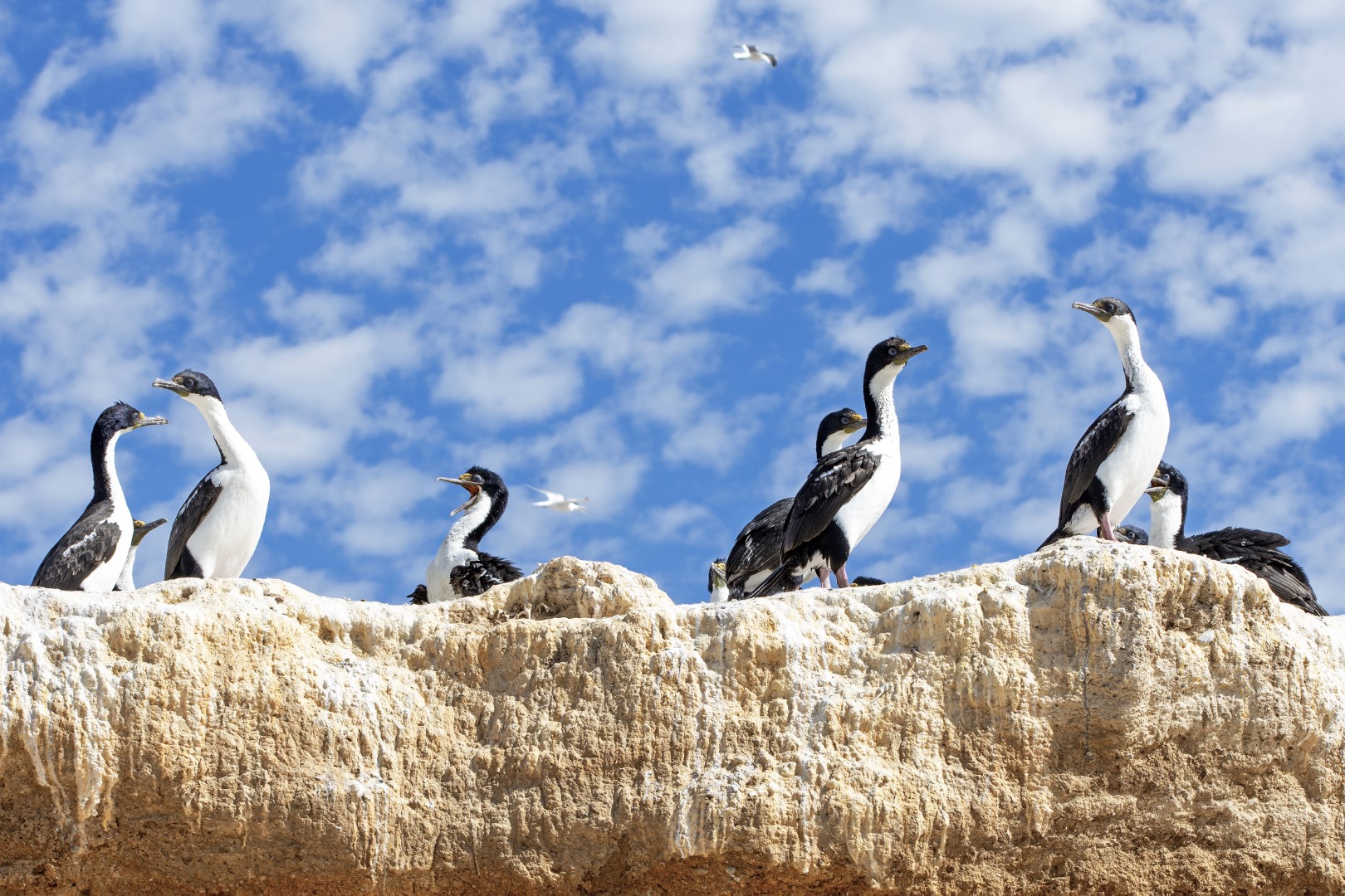 Fauna marina patagónica