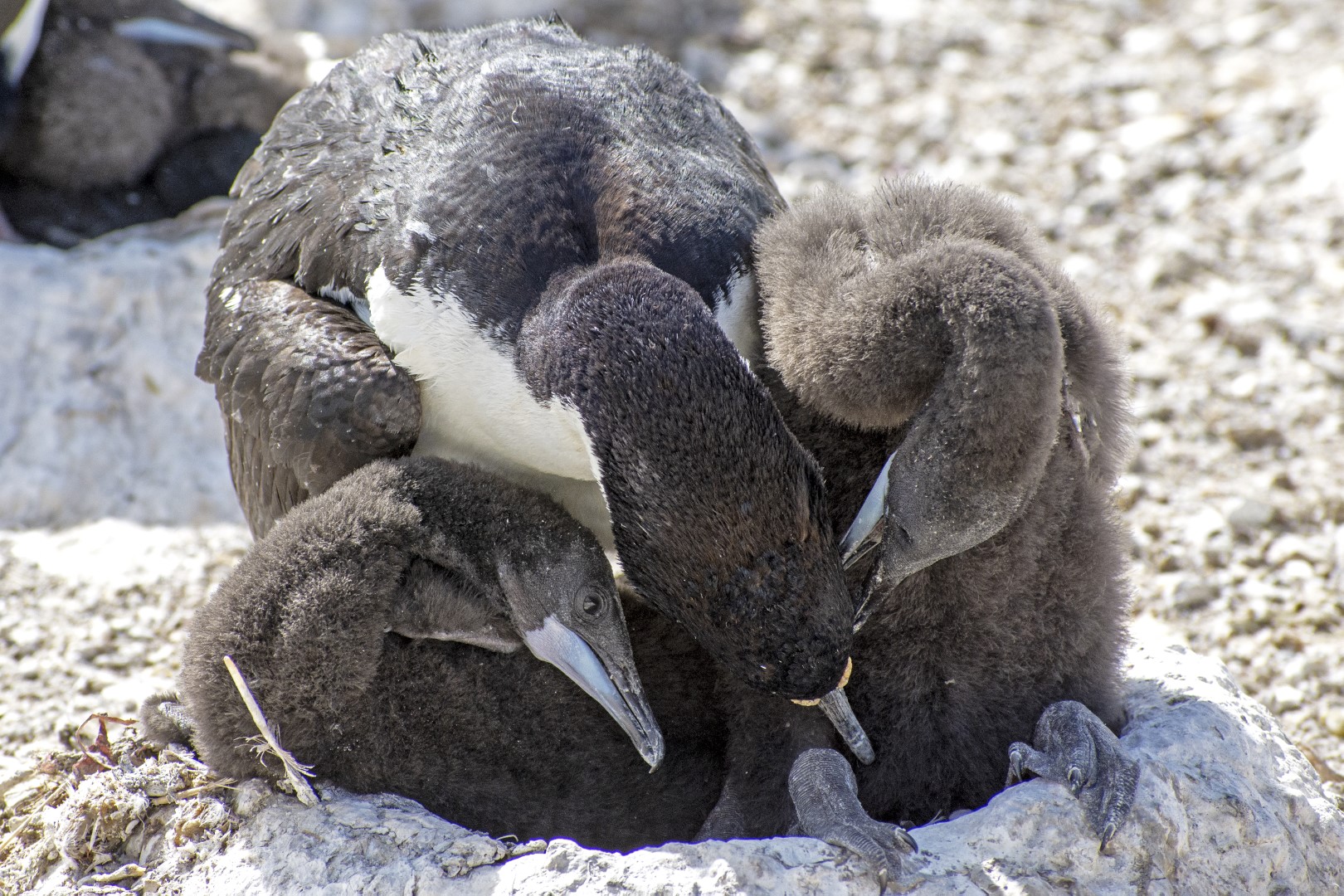 Fauna marina patagónica