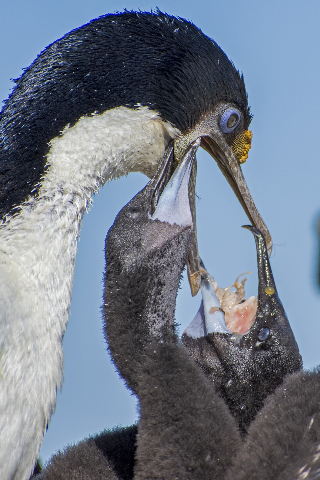 Fauna marina patagónica