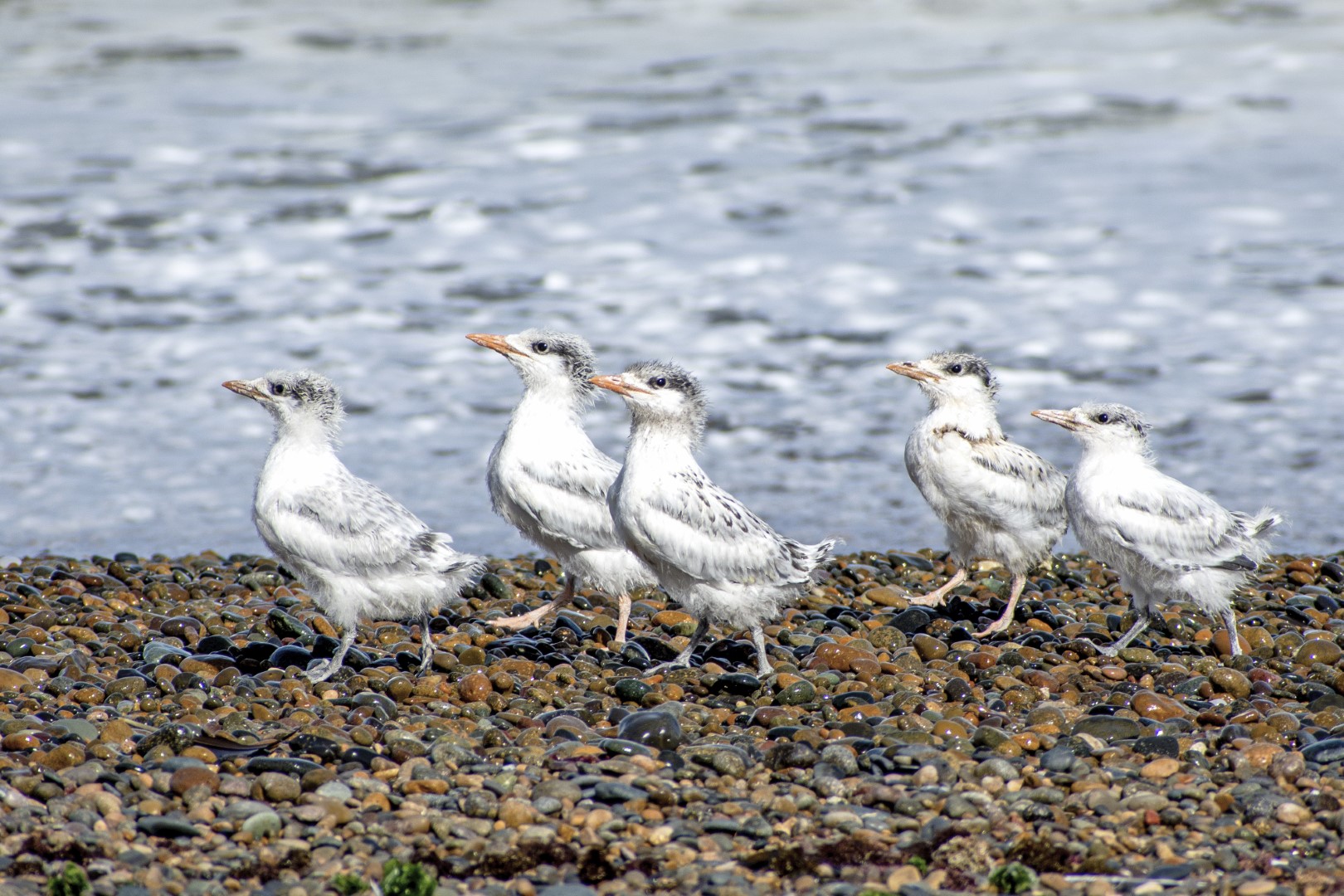 Fauna marina patagónica