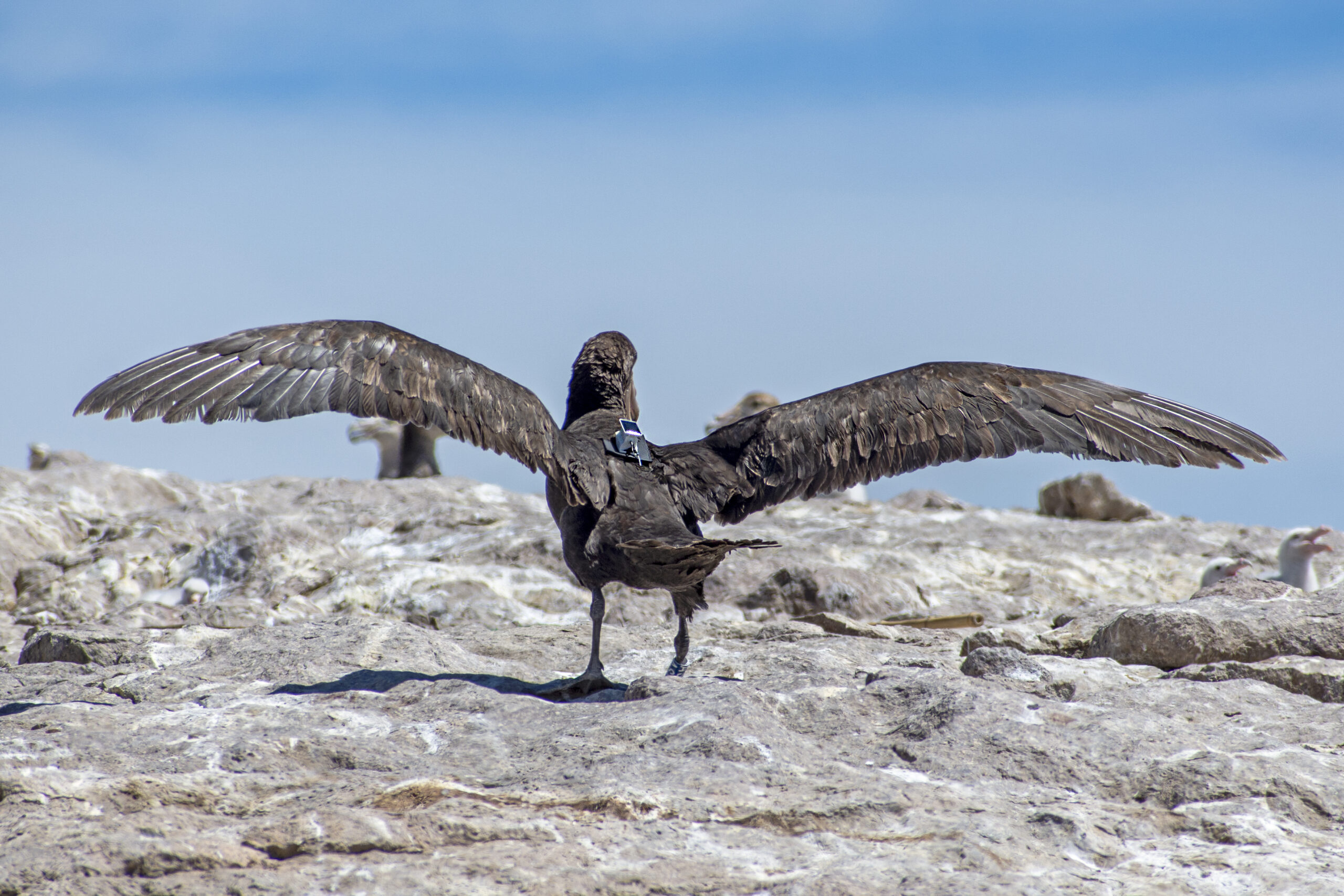 Fauna marina patagónica