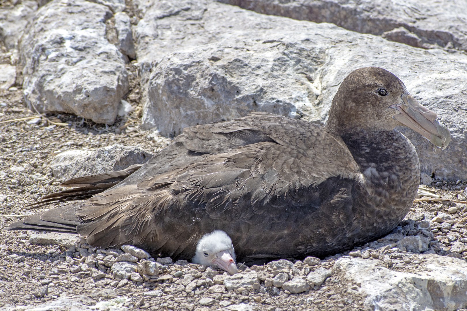 Fauna marina patagónica