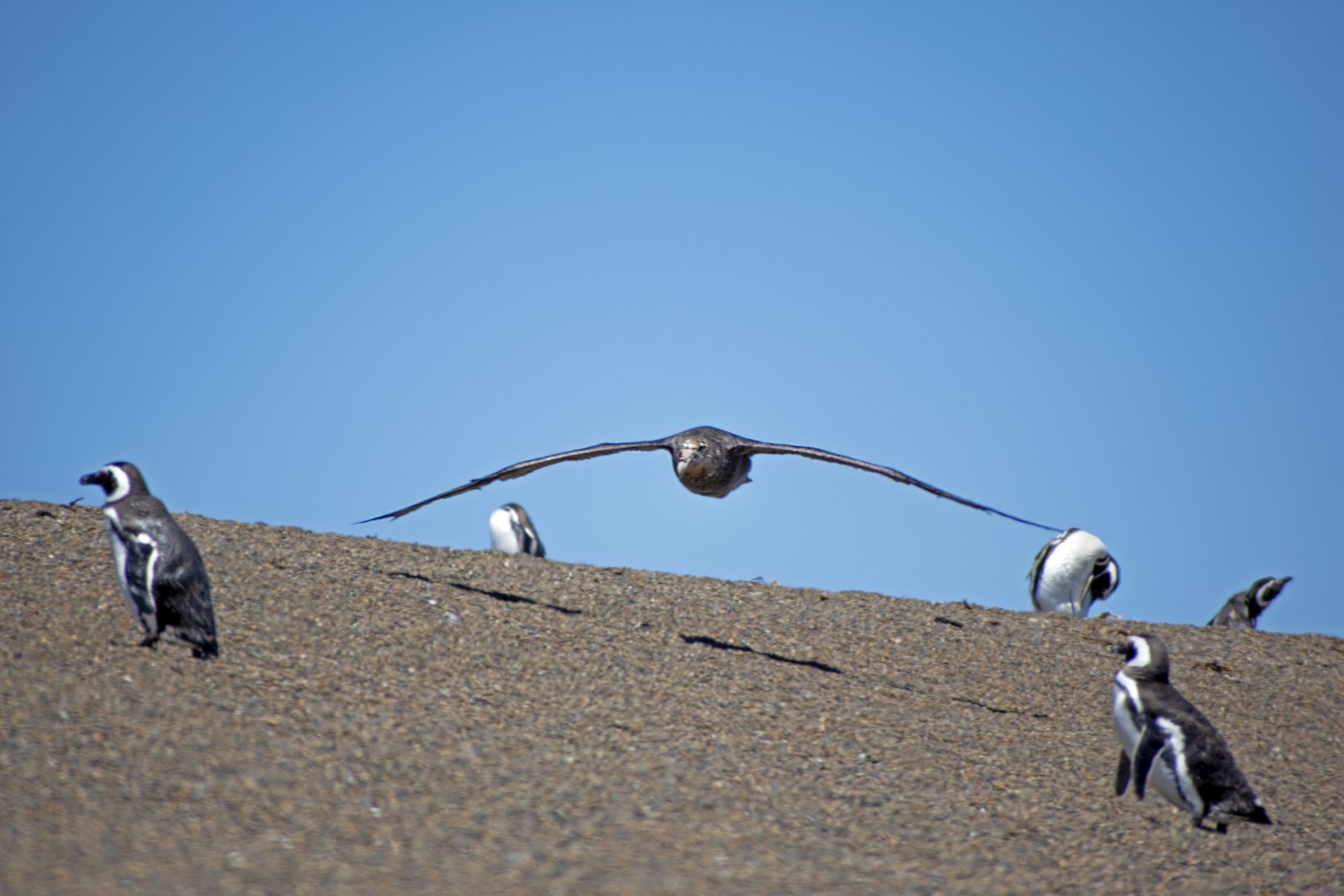 Fauna marina patagónica