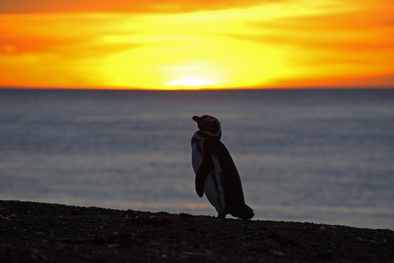 Fauna marina patagónica