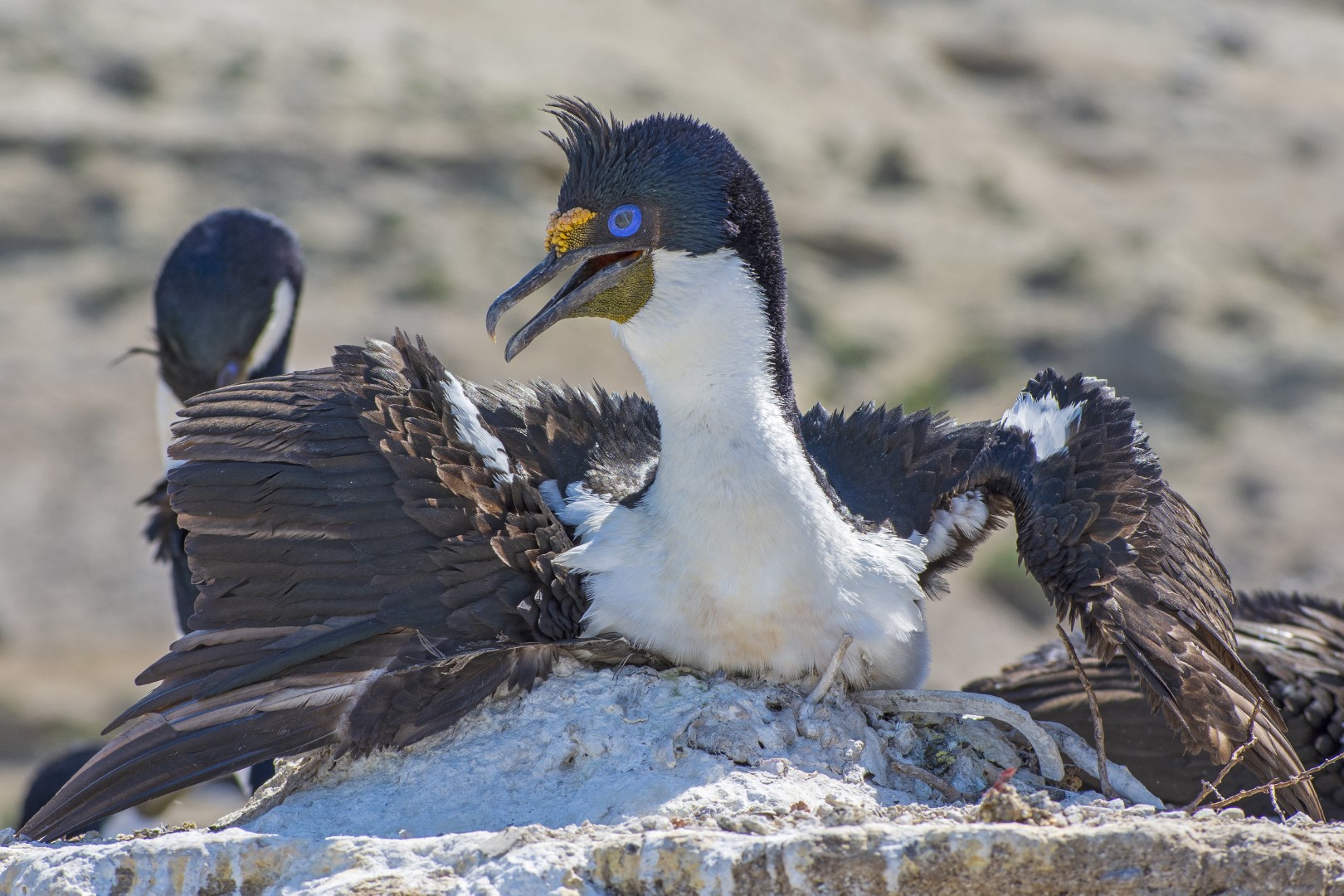 Fauna marina patagónica