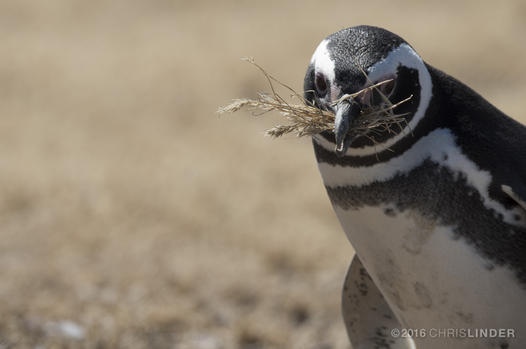 Fauna marina patagónica