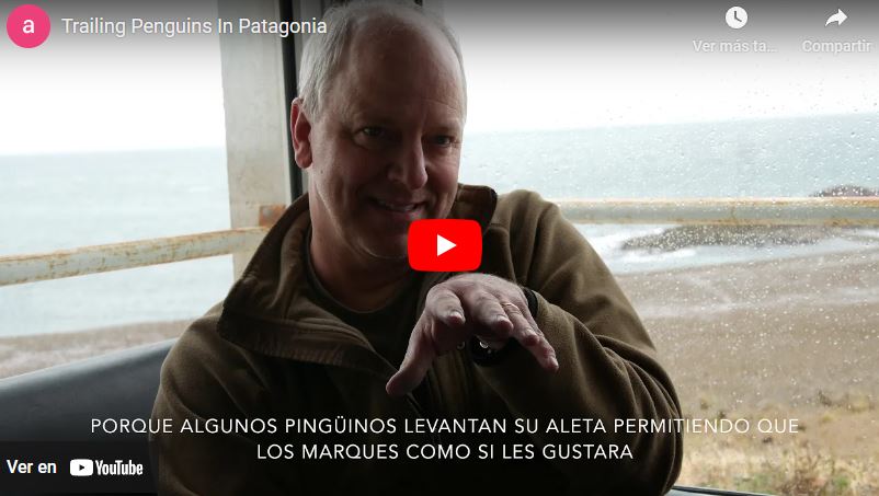 Ciencia Ciudadana. Proyecto Trailing penguins in Patagonia, Cabo dos bahías, Camarones, Chubut