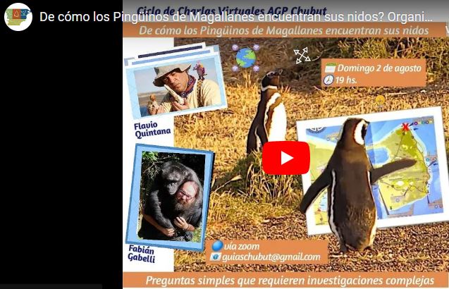 De cómo los pingüinos de magallanes encuentran sus nidos: preguntas simples que requieren investigaciones complejas