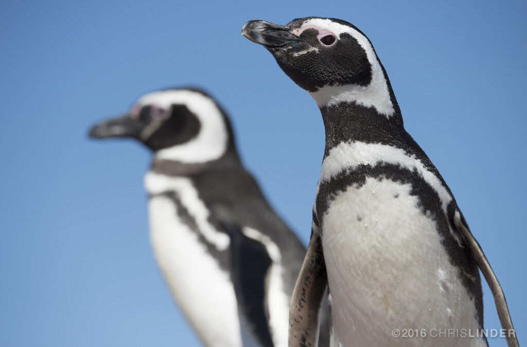 DIA DEL PINGUINO Quintana FM madryn 2017