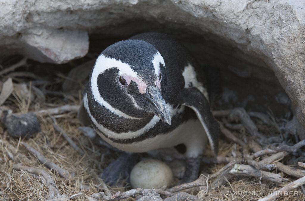 F.QUINTANA FM Madryn Pingüinos